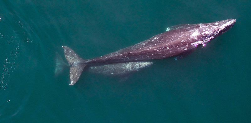 Gray Whales (<em>Eschrichtius robustus</em>)