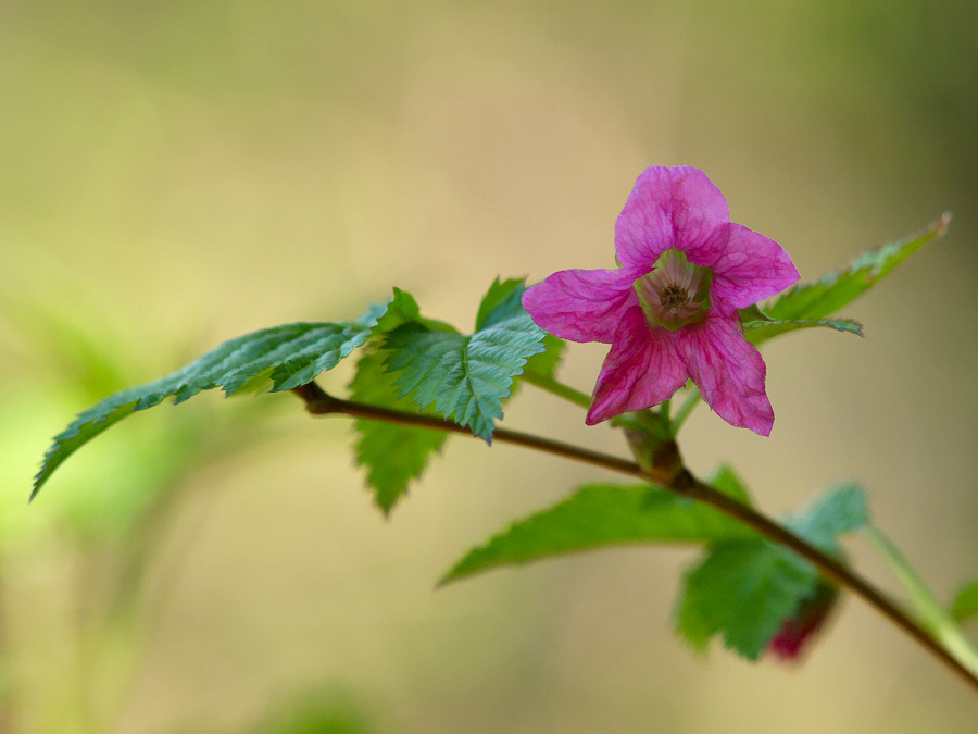 Salmonberry (<em>Rubus spectabilis</em>)
