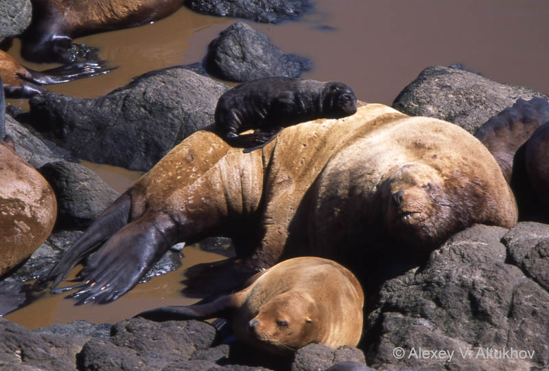 Steller sea lion (<em>Eumetopias jubatus</em>)